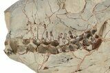 Fossil Oreodont (Eporeodon) Skull - South Dakota #249250-3
